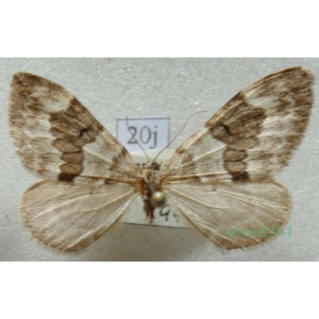 Thera britannica (Turner, 1925) female Paśnik jodłowiec Czech20j